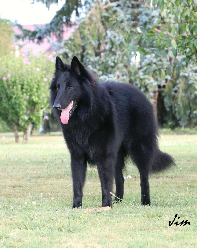 Naissance chiots Groenendael