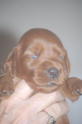 CHIOT 2