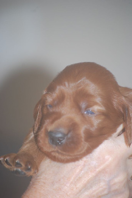 CHIOT 4