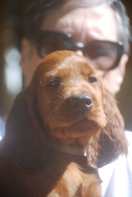 CHIOT 8