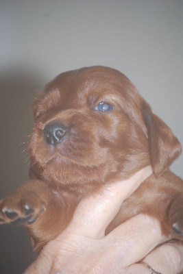 CHIOT 5