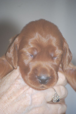 CHIOT 11