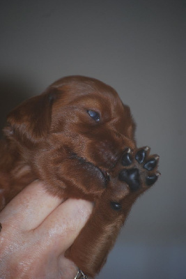 CHIOT 6