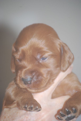 CHIOT 3