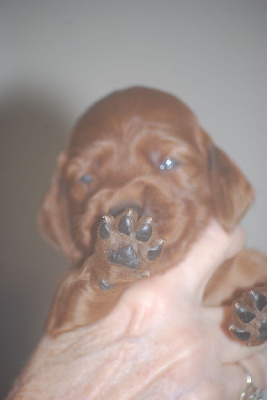 CHIOT 10